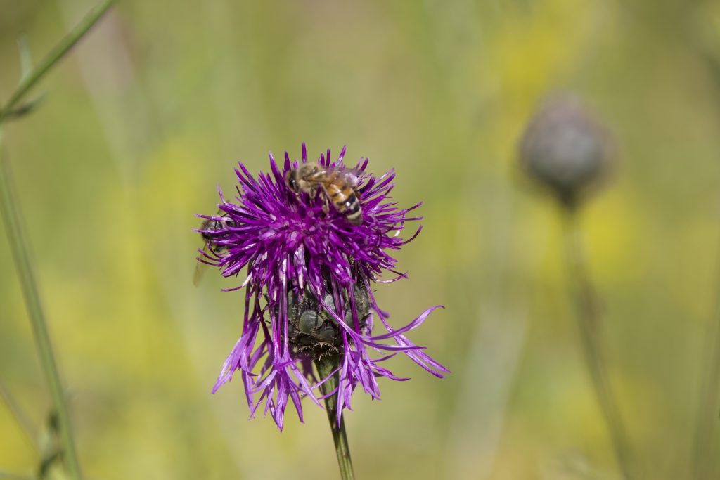 Foto einer Biene auf einer lila Blume 
